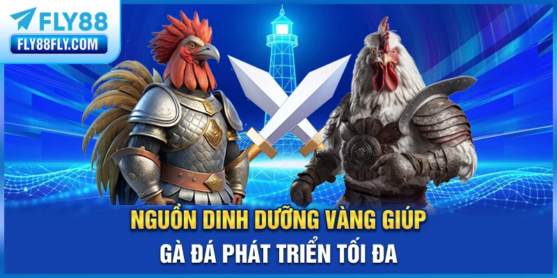 Nguồn dinh dưỡng vàng giúp gà đá phát triển tối đa
