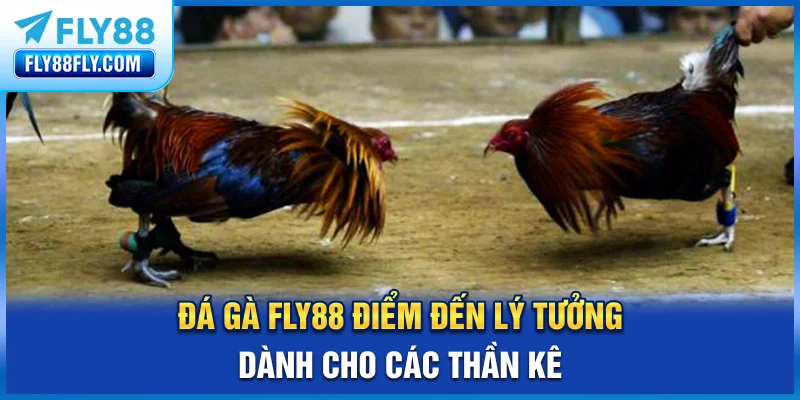 Đá gà FLY88 - điểm hẹn lý tưởng của nhiều anh em sư kê